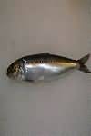 Sardines, flesh only, raw