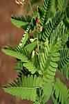 Tamarind leaves, fresh