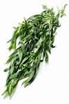 Tarragon, fresh