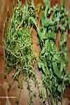 Thyme, fresh