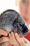 Tilapia, raw