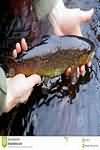 Trout, brown, raw