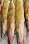 Trout, rainbow, baked, flesh only, fillets weighed with bones and skin