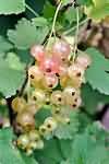 Whitecurrants, raw
