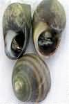 Winkles, boiled, weighed with shells