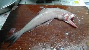 Bombay duck