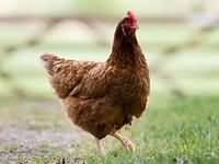 Chicken