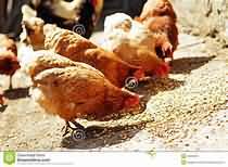 Chicken, corn-fed, raw, light meat only