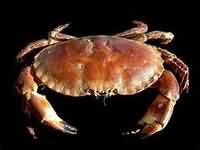 Crustacea
