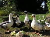 Duck