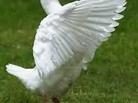 Goose