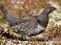 Grouse