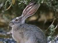 Hare