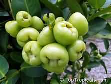 Jambu fruit, flesh only