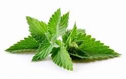 Mint, fresh