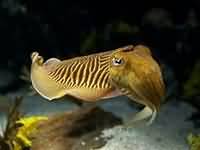 Molluscs