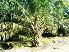 Oil, palm