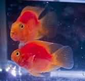 Parrot fish, raw