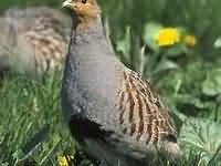 Partridge