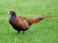 Pheasant