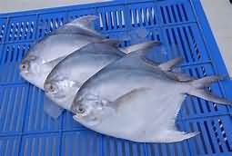 Pomfret, white, raw