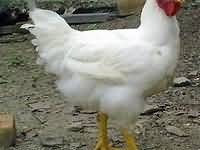 Poultry