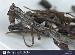 Seaweed, wakame, dried, raw
