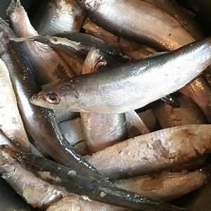 Sprats, raw