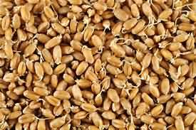 Wheatgerm