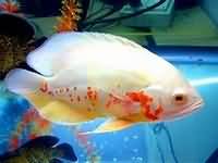 White fish