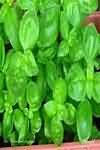 Basil, fresh