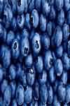 Blueberries