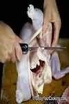 Chicken, whole, raw, meat and skin