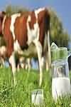 Cows milk