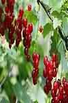 Currants