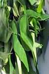 Curry leaves, fresh