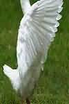 Goose