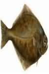 Halibut, flesh only, poached, weighed with bones and skin