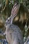 Hare