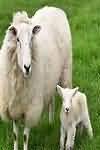 Lamb