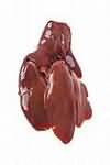 Liver, chicken, raw