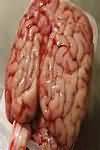 Offal