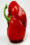 Paprika