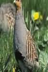 Partridge