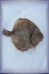 Plaice, flesh only, raw