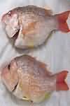 Red snapper, flesh only, raw