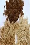 Sugar, brown