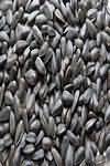 Sunflower seeds