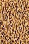 Wheatgerm