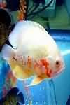 White fish